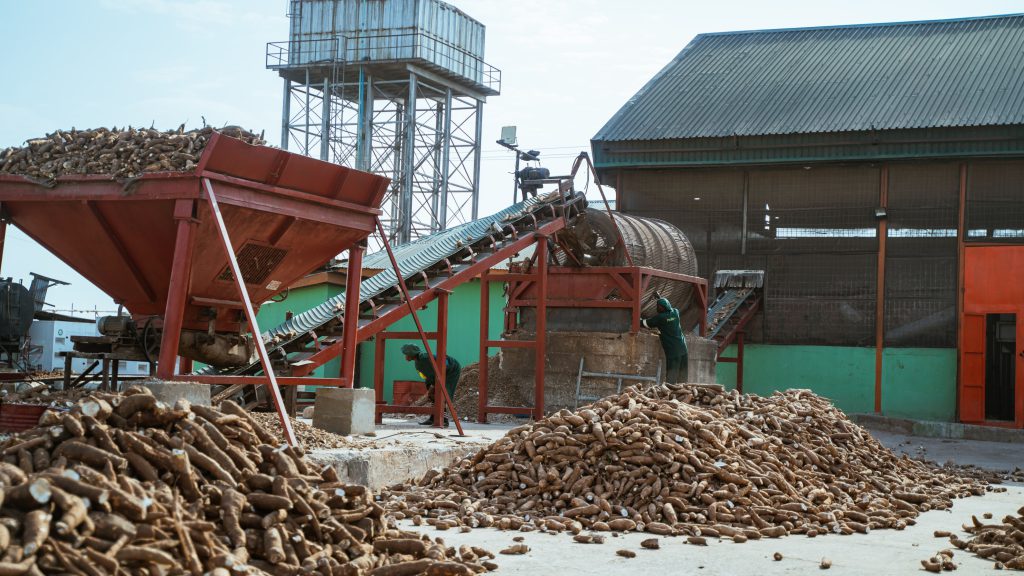 Offloading massive amounts of fresh cassava at Psaltry International Company Limited