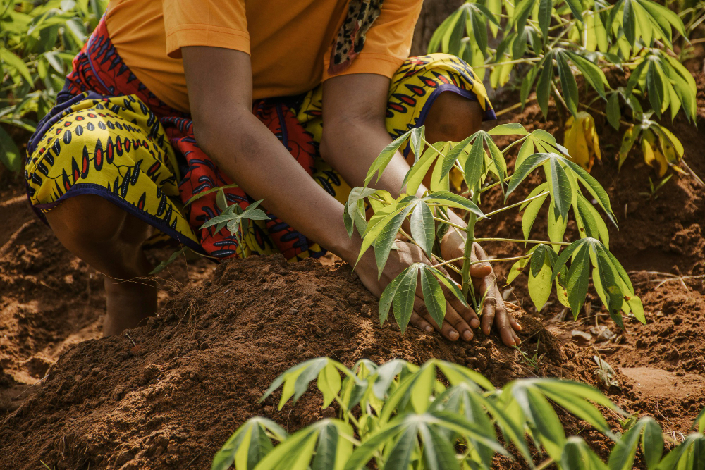 woman planting cassava to reap the benefits of cassava refining in nigeria