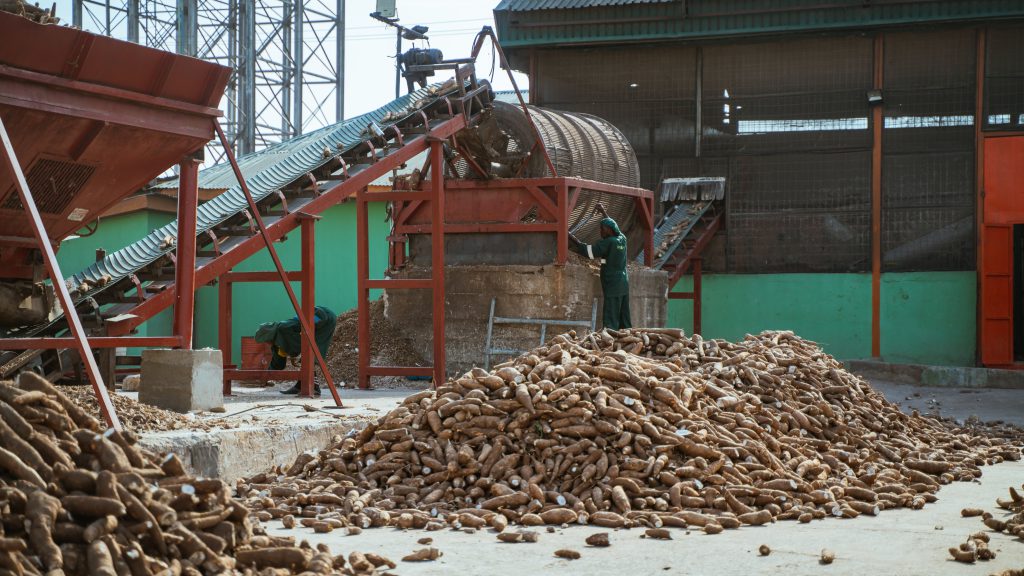 raw cassava at a factory which is a cassava refinery