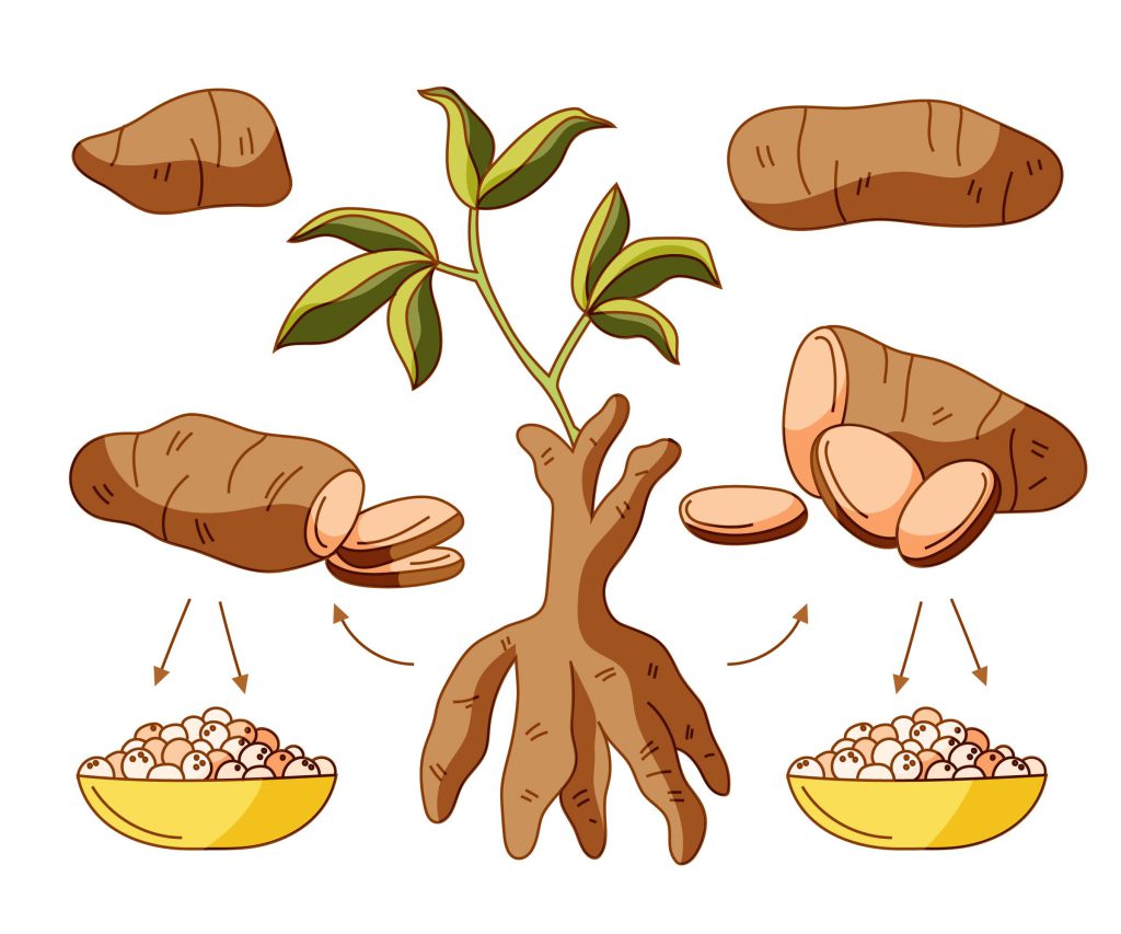 cassava cartoon