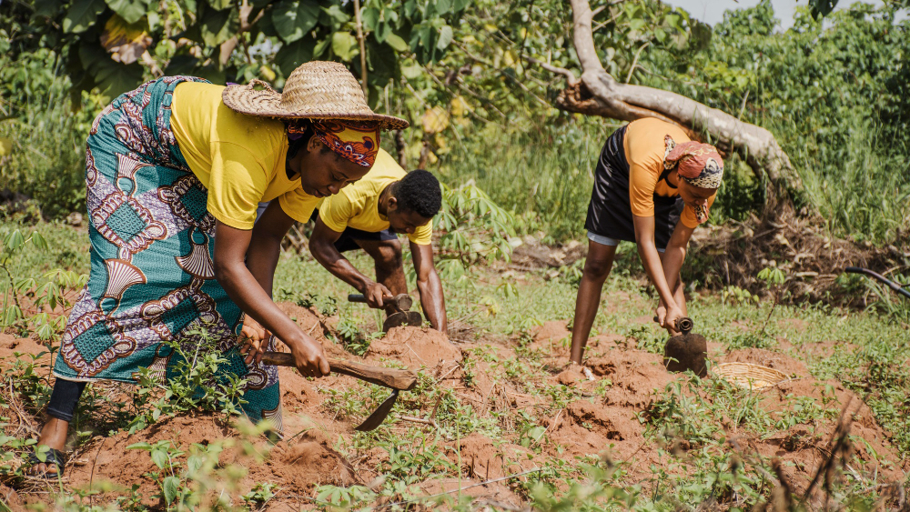 cassava farming and its economic benefits