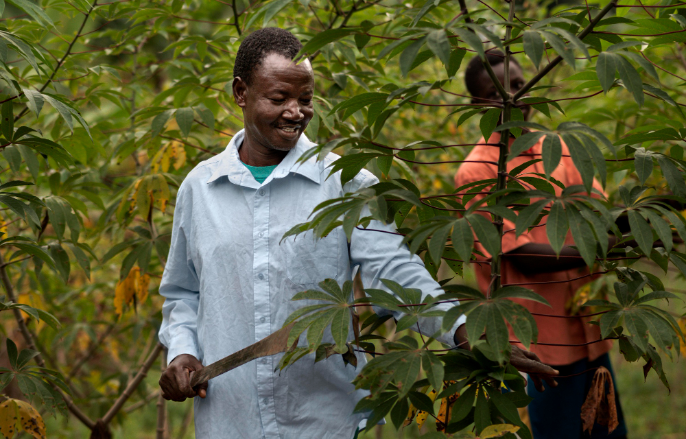 farmer taking c are of his cassava plant