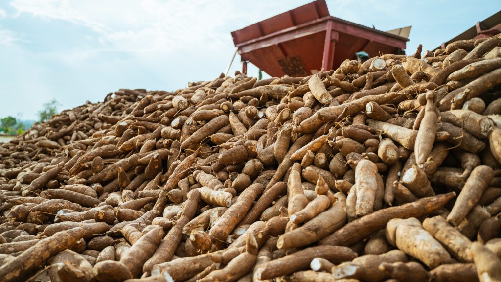 the great harvest after Getting Started in Cassava Farming