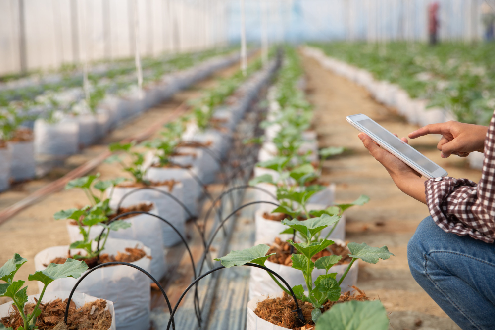 the future of cassava farming with automated irrigation