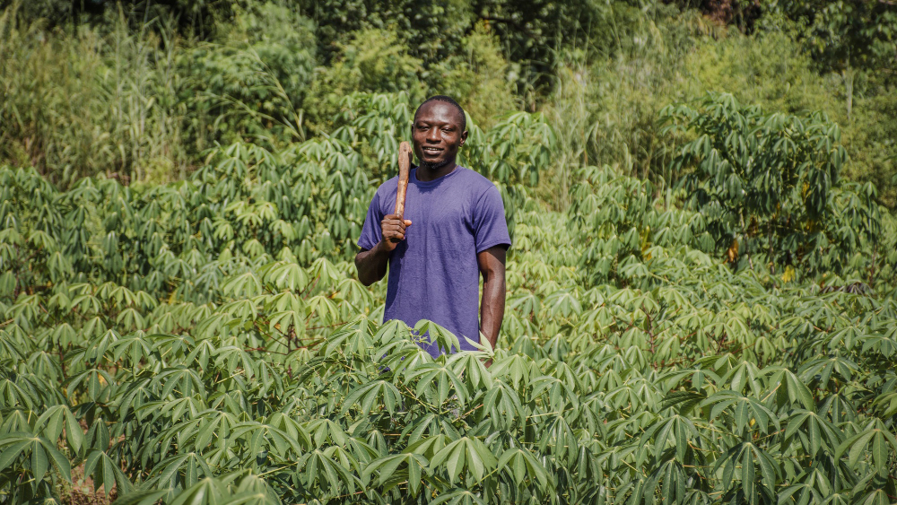 cassava farmer with his plants on a farm