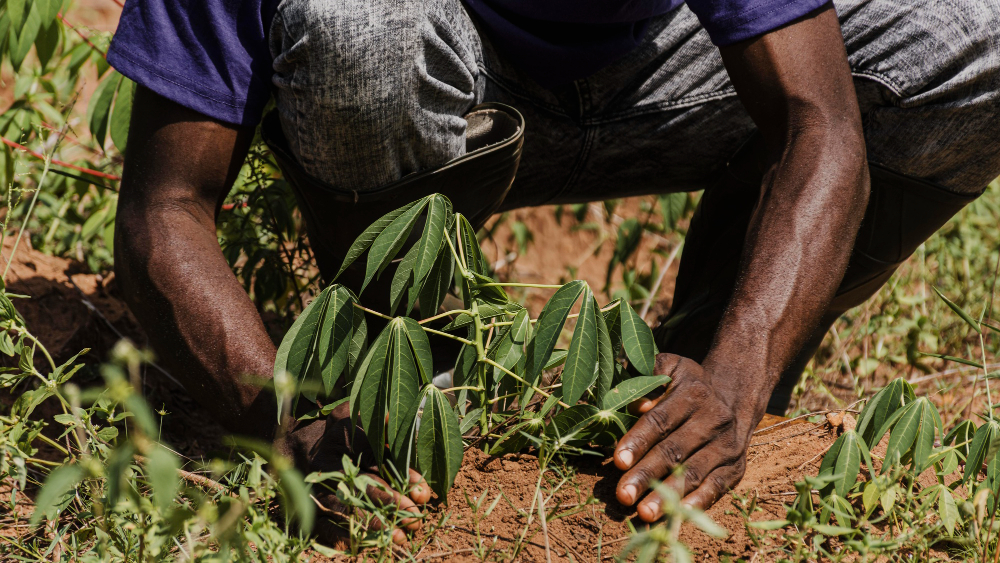 cassava planting